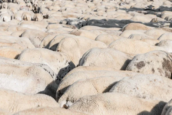 Detalhes Uma Manada Ovelhas Comendo Campo — Fotografia de Stock