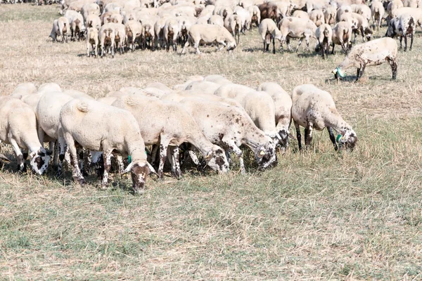 Detalhes Uma Manada Ovelhas Comendo Campo — Fotografia de Stock