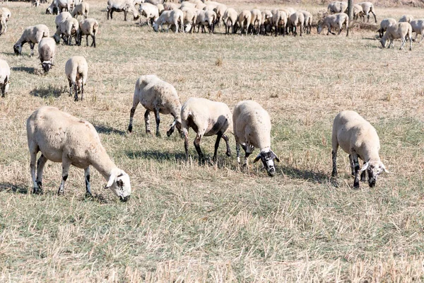 Detalhes Uma Manada Ovelhas Comendo Campo — Fotografia de Stock