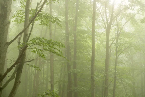 Details Van Een Bos Het Najaar Met Mist Groene Bomen — Stockfoto