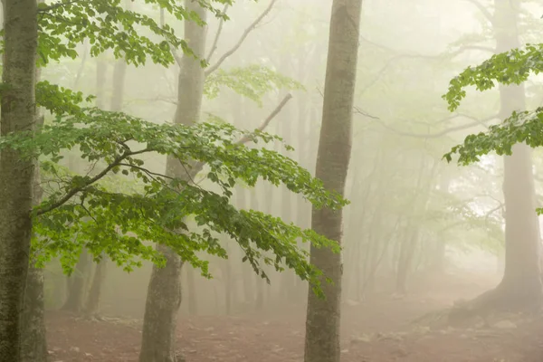 Details Forest Autumn Fog Green Trees — Stock Photo, Image