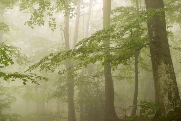 Details Van Een Bos Het Najaar Met Mist Groene Bomen — Stockfoto