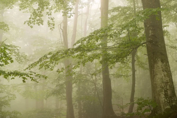 Details Forest Autumn Fog Green Trees — Stock Photo, Image