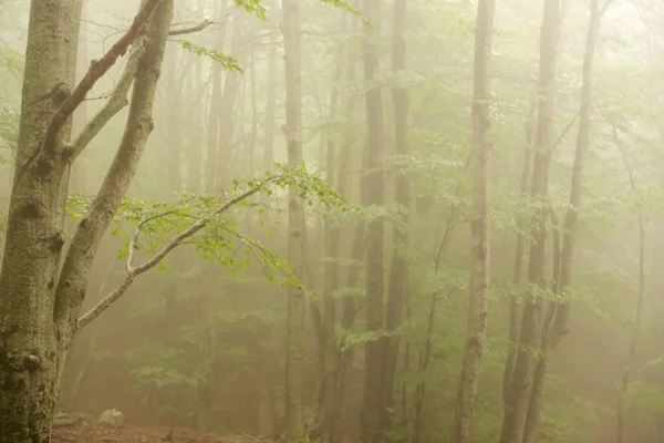 Details Van Een Bos Het Najaar Met Mist Groene Bomen — Stockfoto