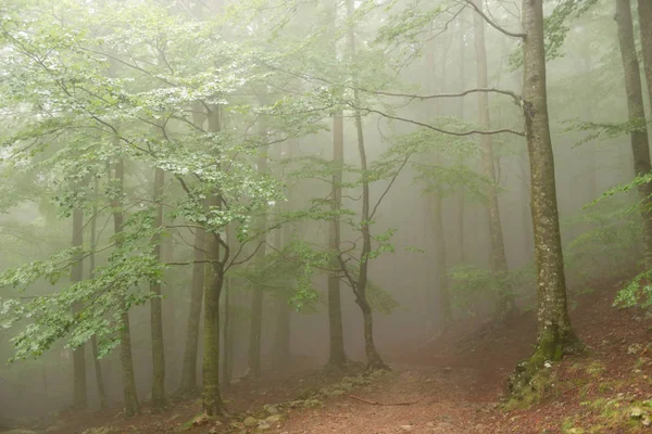 Szczegółowe Informacje Lesie Jesienią Mgły Zieleń Drzew — Zdjęcie stockowe