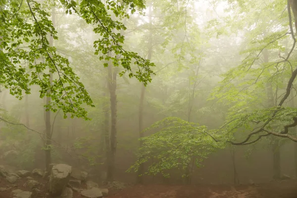 Details Forest Autumn Fog Green Trees — Stock Photo, Image