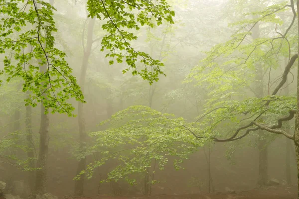 Details Van Een Bos Het Najaar Met Mist Groene Bomen — Stockfoto