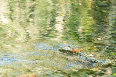 Sonbaharda bir nehirde hareketli su