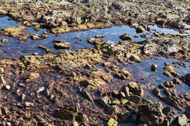 Ayrıntı faysa çökeller alternatif kat flysch denilen