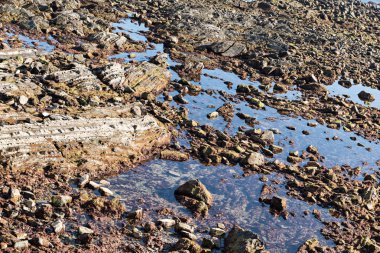 Ayrıntı faysa çökeller alternatif kat flysch denilen