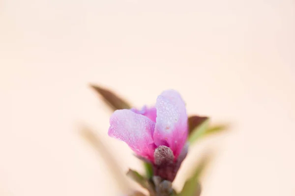 Virágok tavasszal — Stock Fotó