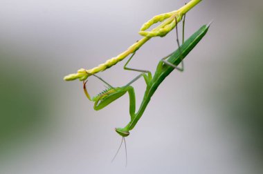Mantodea bir dalı tünemiş