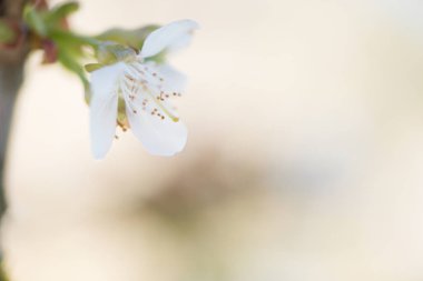 kiraz çiçeği detay