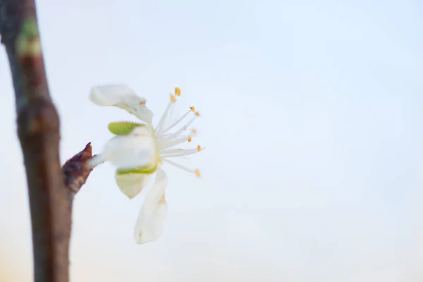Cherry blossom detail — Stock Photo, Image