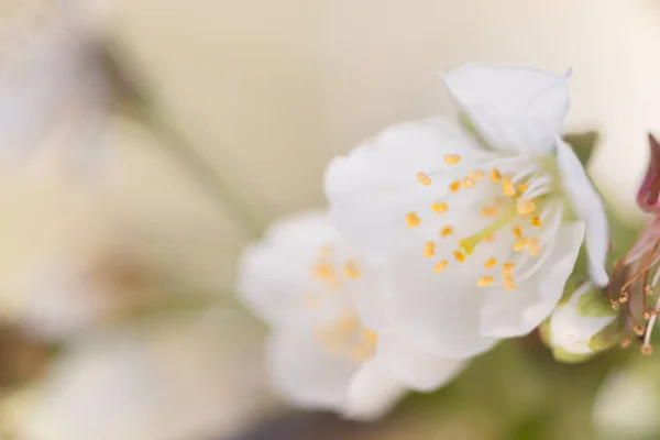 Detalle flor de cerezo — Foto de Stock