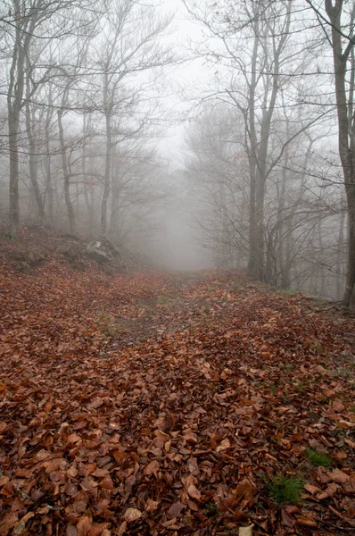 Forest in autumn with fog — Stock Photo, Image