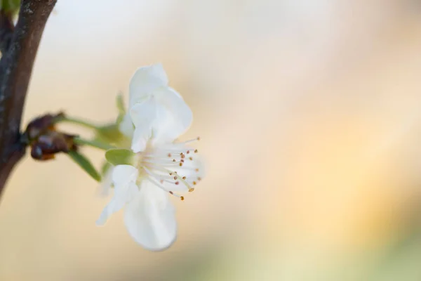 Detalhe flor de cereja — Fotografia de Stock