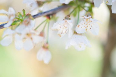 kiraz çiçeği detay