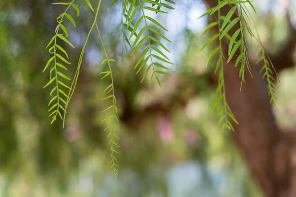 Weeping Willow-Salix Babylonica — Stockfoto