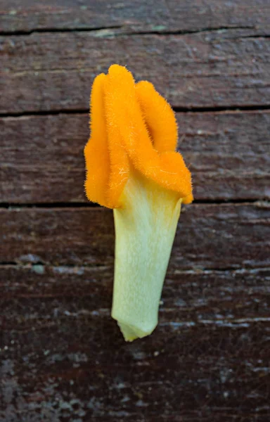 Fiore di zucca che cresce — Foto Stock