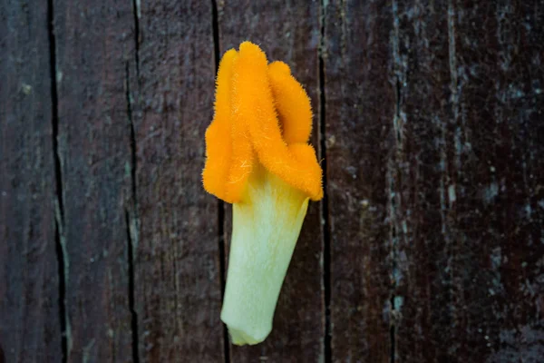 Fiore di zucca che cresce — Foto Stock