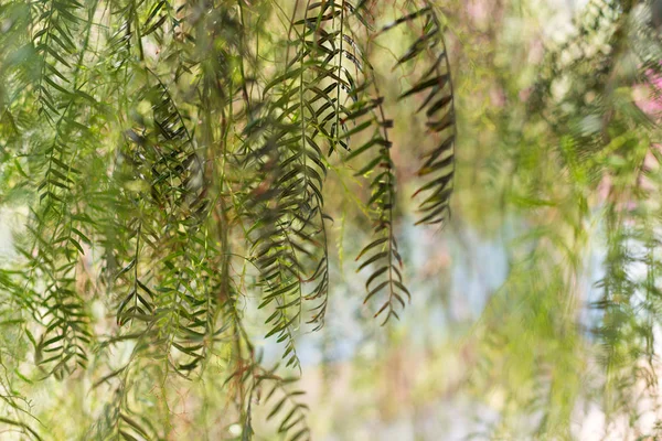 Weeping Willow-Salix Babylonica — Stockfoto