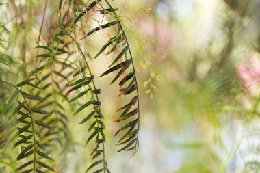 Ağlayan söğüt - Salix babylonica