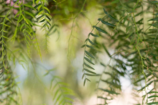 Weeping Willow-Salix Babylonica — Stockfoto