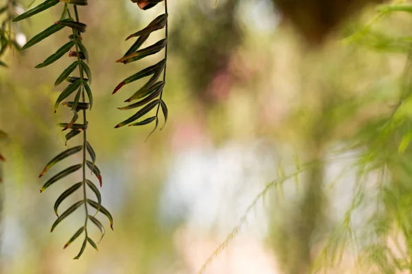 Weeping Willow-Salix Babylonica — Stockfoto