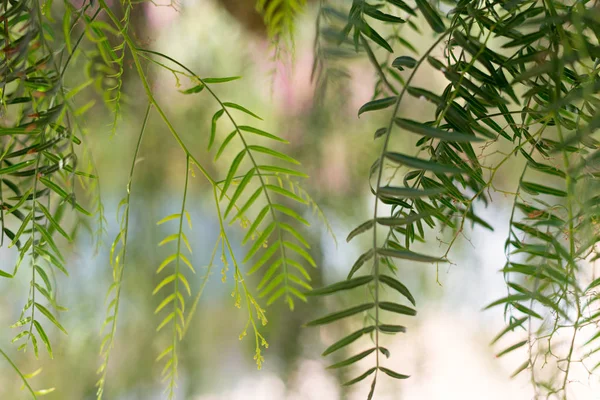 Weeping Willow-Salix Babylonica — Stockfoto