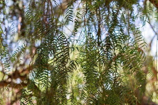 Weeping Willow-Salix Babylonica — Stockfoto