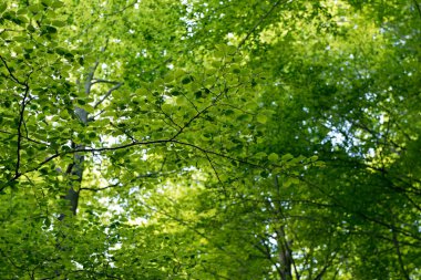 Kayın Doğal Ormanı 