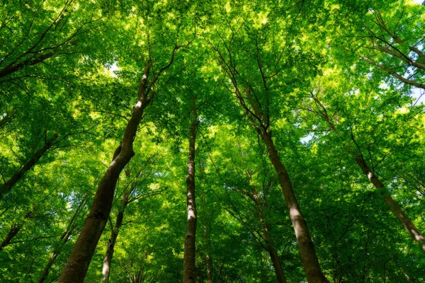 Bosque Natural de Haya — Foto de Stock