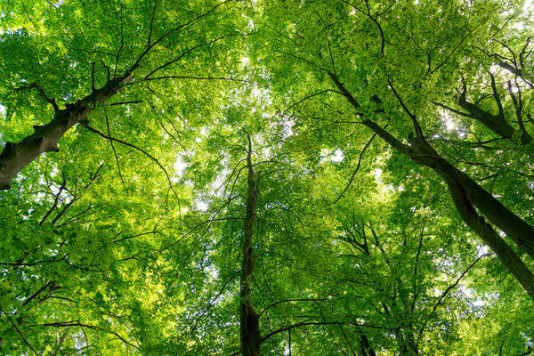 Natural Forest of Beech 