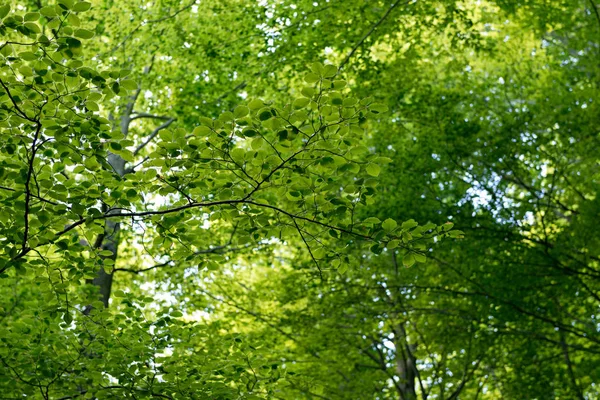 Natural Forest of Beech — Stock Photo, Image