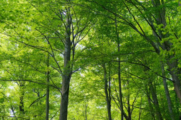 Natural Forest of Beech 