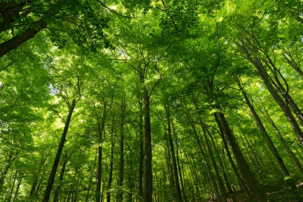 Natuurlijk bos van beuken — Stockfoto