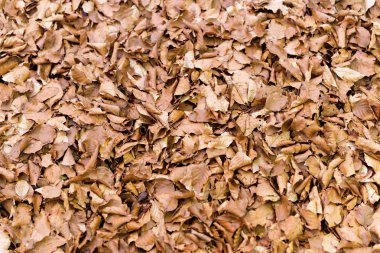 sis sonbahar ormanda