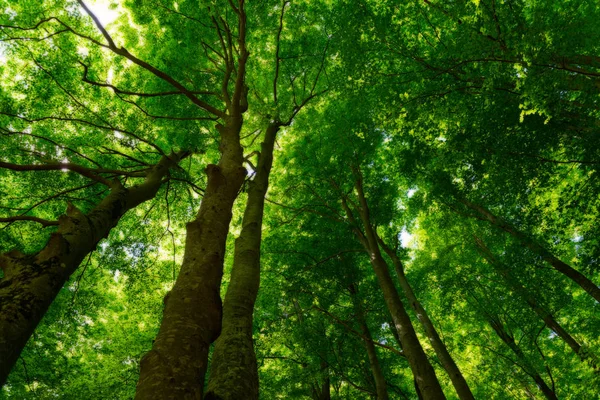 Bosque Natural de Haya — Foto de Stock