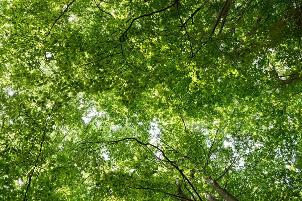 Bosque Natural de Haya — Foto de Stock