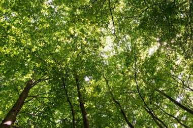 Kayın Doğal Ormanı 