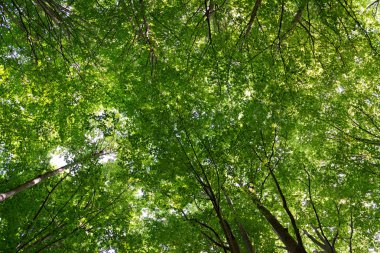 Kayın Doğal Ormanı 