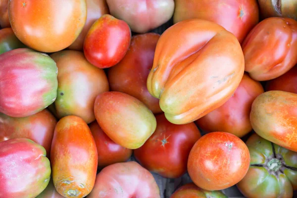 Crecer en un jardín orgánico — Foto de Stock