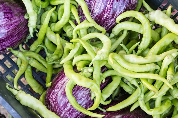 Crecer en un jardín orgánico — Foto de Stock