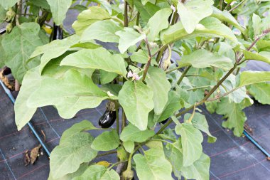 Organik bir bahçede büyümek