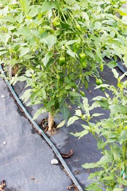 Organik bir bahçede büyümek