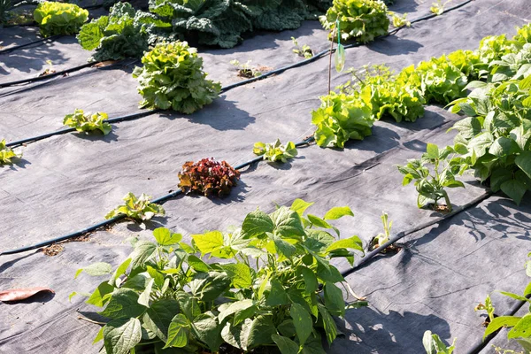 Crescer em um jardim orgânico — Fotografia de Stock