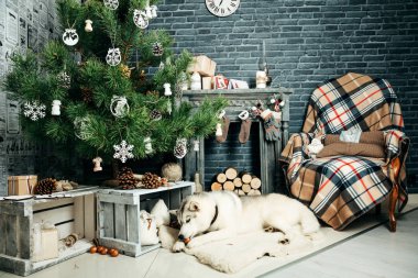 Bir Noel ağacı ile yeni yıl fotoğraf stüdyosu bir halıya Husky köpek yatıyor