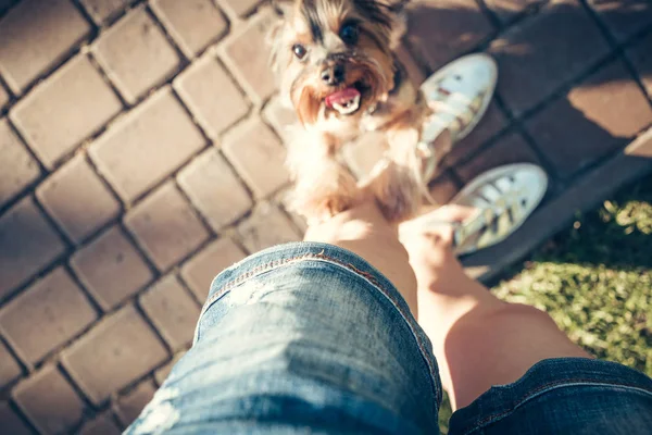 york dog walks with a girl on the street summer