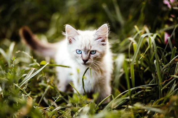 otların arasında yürüyen kedi